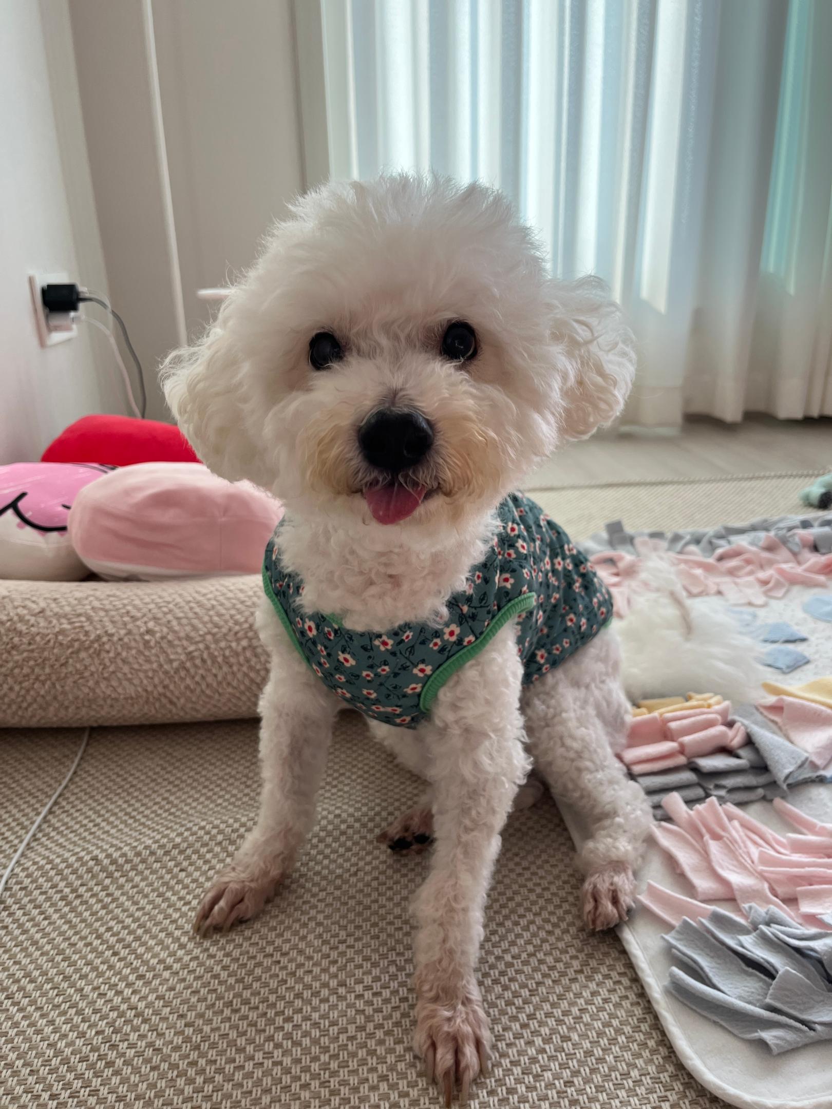 사진